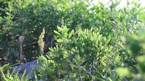 Spring bloom mosquito swarm Stock-Footage 259434318