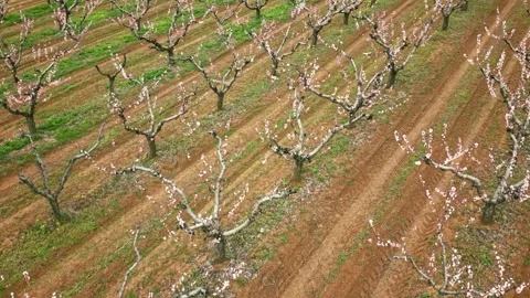 Spring Bloom in a Pear Orchard Stock Footage 305008429