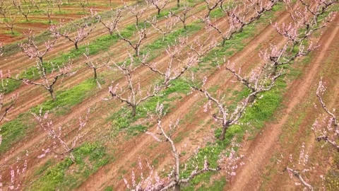 Spring Bloom in a Pear Orchard Stock Footage 305207342