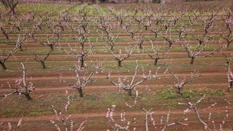 Spring Bloom in a Pear Orchard Stock Footage 305207354