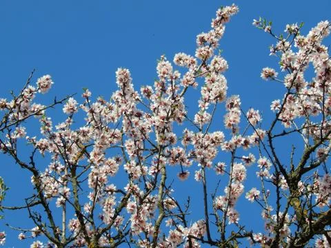 Spring bloom Stock Photos