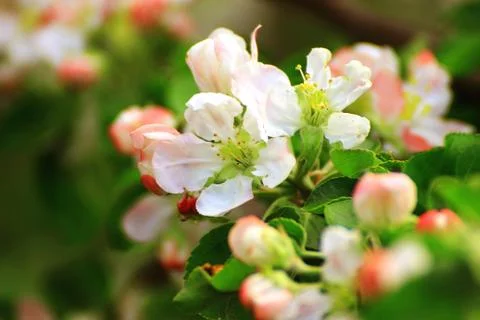 The spring bloom Stock Photos