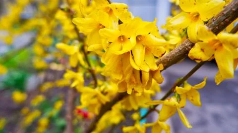 Spring bloom Stock Photos