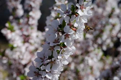 Spring bloom Stock Photos