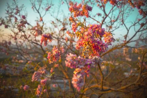 Spring Bloom Stock Photos