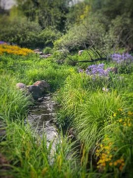 Spring Bloom 库存照片