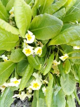 Spring bloom Foto stock