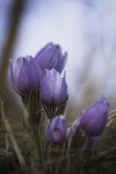 Spring Bloom Stock Photos