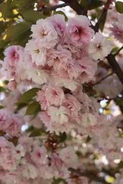 Spring bloom Stock Photos