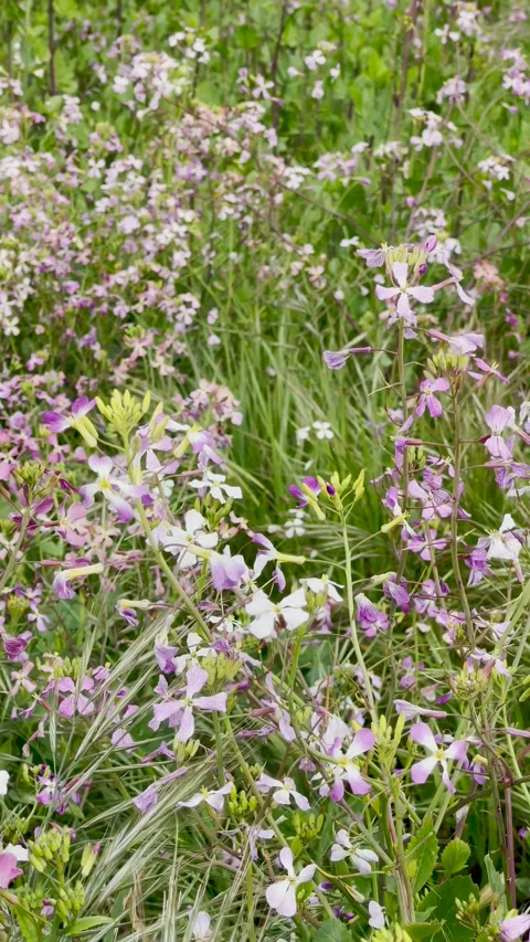 Spring Bloom of Pink and Purple California Wild Flowers swaying in the wind Stock Footage 235865292
