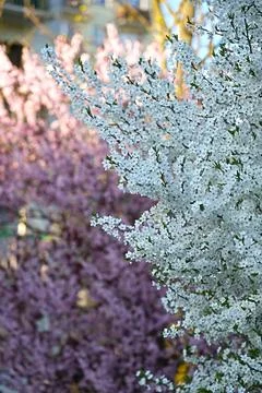 Spring bloom of pink and white trees. Stock Photos