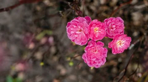 Spring bloom of pink flowers on the branches. Wide screen saver. Selective,.. Stock Photos