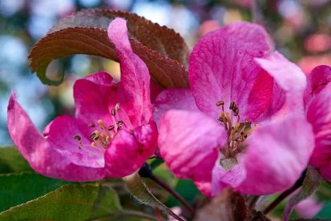 Spring bloom, pink flowers on tree branch close up Stock Photos