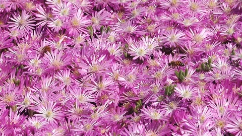 Spring bloom of pink ice plant Видео 129638138