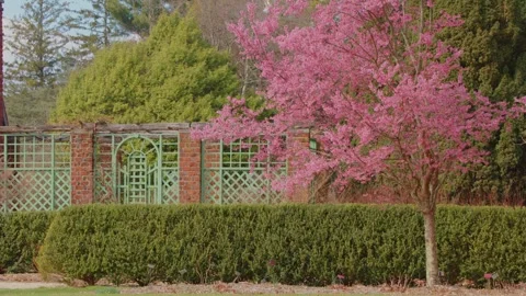 Spring Bloom at Planting Fields Arboretum, Oyster Bay, NY Stock Footage 318427936