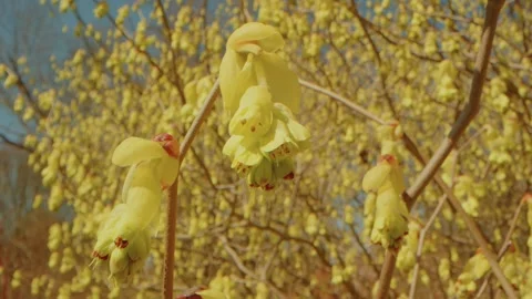 Spring Bloom at Planting Fields Arboretum: Corylopsis Pauciflora (Buttercup Wint Stock Footage 318428431