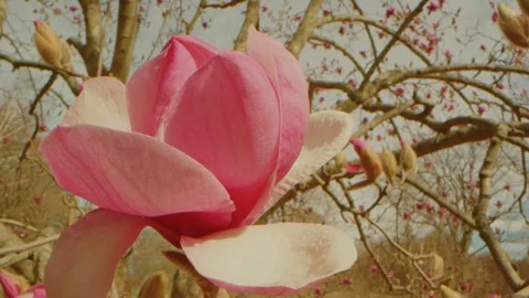 Spring Bloom at Planting Fields Arboretum Saucer Magnolia in Oyster Bay, NY Stock Footage 318428652