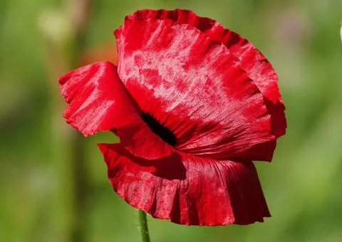 Spring bloom of Poppy with large red flowers Stock Photos
