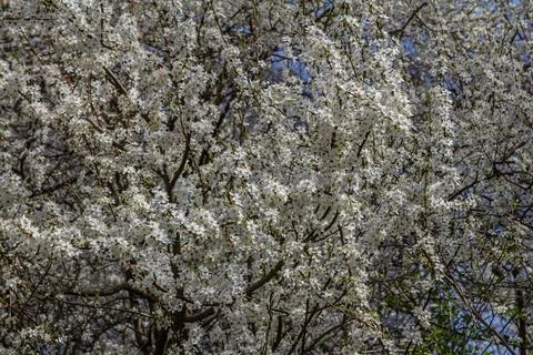 Spring bloom of Prunus cerasifera showcasing delicate white flowers against.. Stock Photos