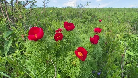 Spring bloom of the red book peony. Flowers of Paeonia tenuifolia Stock Footage 262237065