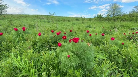 Spring bloom of the red book peony. Flowers of Paeonia tenuifolia Stock Footage 262237070