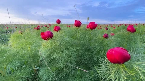 Spring bloom of the red book peony. Flowers of Paeonia tenuifolia Stock Footage 262237155