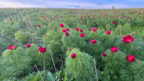 Spring bloom of the red book peony. Flowers of Paeonia tenuifolia Stock Footage 262237180
