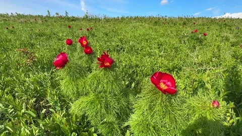 Spring bloom of the red book peony. Flowers of Paeonia tenuifolia Stock Footage 262237223