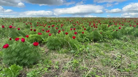 Spring bloom of the red book peony. Flowers of Paeonia tenuifolia Stock Footage 262237443