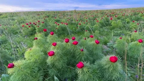 Spring bloom of the red book peony. Flowers of Paeonia tenuifolia Stock Footage 262237503