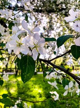 Spring bloom, spring time, White tender branch of a blossoming apple tree tog Stock Photos