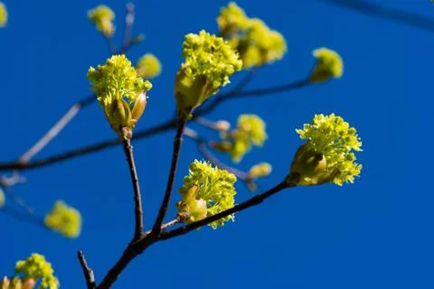 Spring bloom on tree branches fresh green buds. blue sky. shallow depth of fi Stock Photos