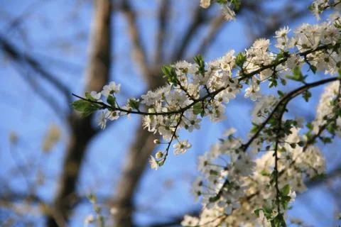 Spring Bloom Trees With Fluffy White Clouds In Background Stock Photos