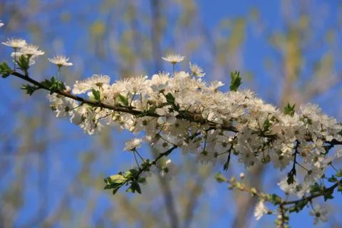 Spring Bloom Trees With Fluffy White Clouds In Background Stock Photos