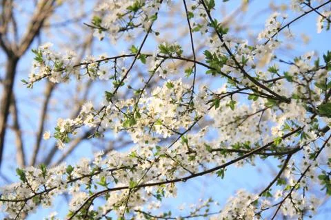 Spring Bloom Trees With Fluffy White Clouds In Background Stock Photos