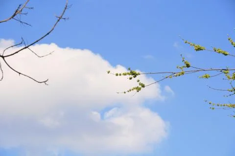 Spring Bloom Trees With Fluffy White Clouds In Background Stock Photos