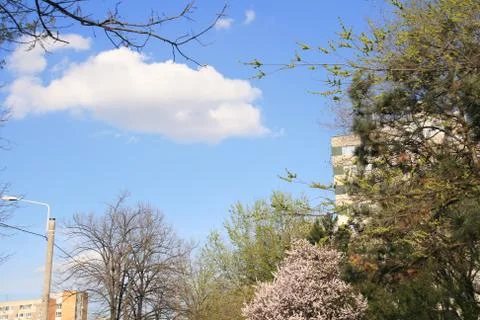 Spring Bloom Trees With Fluffy White Clouds In Background 스톡 사진