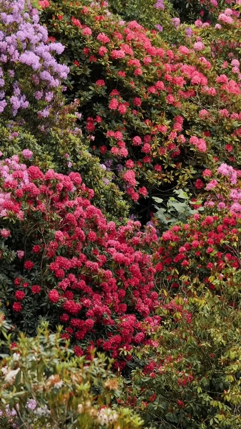 Spring Bloom - Vibrant Display of Pink and Red Roses Among Greenery Stock Footage 314979438