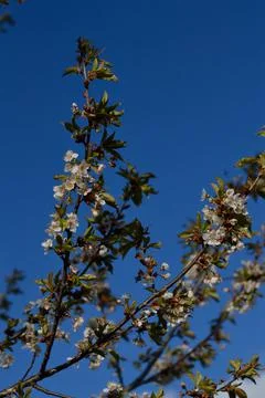 Spring bloom, white flowers close up Stock Photos