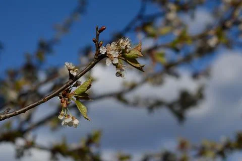 Spring bloom, white flowers close up Stock Photos