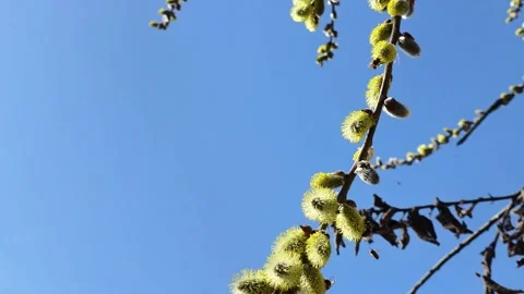Spring Bloom of Willow Blossoms Attracts Buzzing Bees in Warm Sunlight Stock Footage 345365204