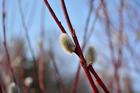 Spring bloom willow Fotos de archivo