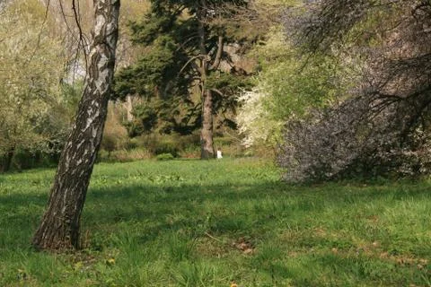 Spring Bloomed Trees And A Fresh Green Grass Stock Photos