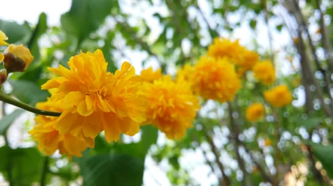 Spring blooming in 4k Stock Footage 36887202