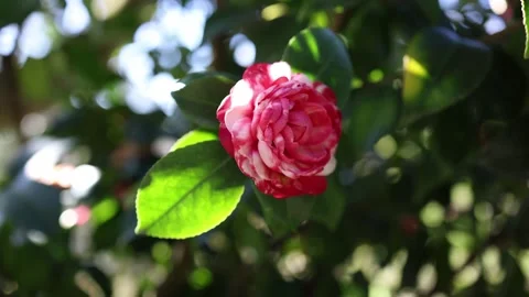 Spring blooming allergy concept Stock Footage 331770739