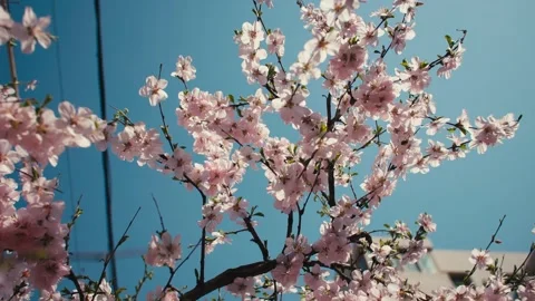 Spring is blooming and the sun is shining Stock Footage 256900865