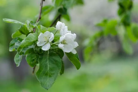 Spring blooming apple tree on blurred green lawn background. Flowers close up Stock Photos