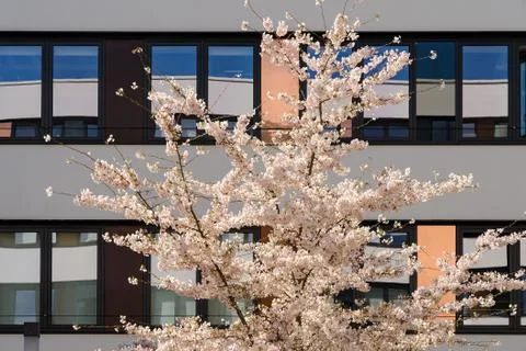 Spring blooming apple tree in internal garden of modern office building Stock Photos