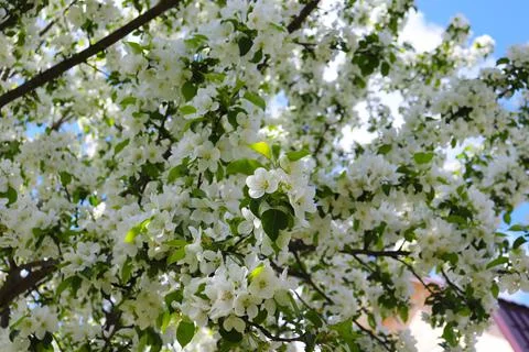 Spring blooming apple tree Stock Photos