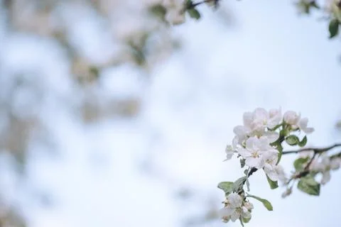 Spring blooming, apple tree, white flowers on trees, background Stock Photos